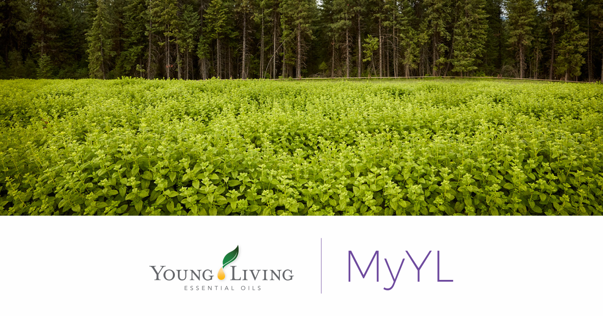 Young Living MyYL.com | Ryan Kay Fisch